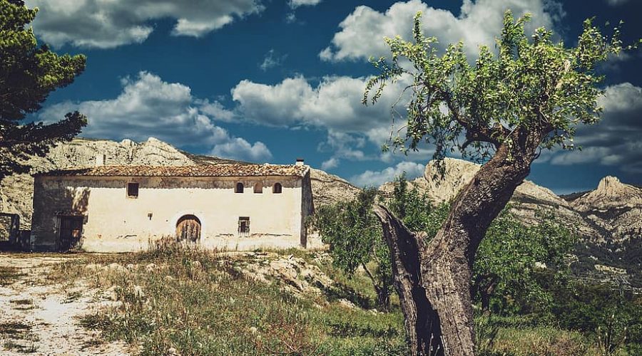 Grecia- Paesaggio con olivi