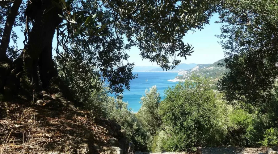 Italia, Liguria - paesaggio con olivi